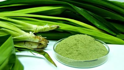 Daun Pandan untuk Kecantikan